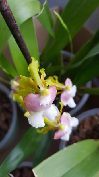 oncidesa "PupukeaSunset" - Orhidee_4_simpodiale cu pseudobulbi