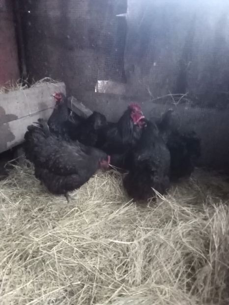 5538B18C-2691-48A5-8173-3931E8984BC6 - Orpingto