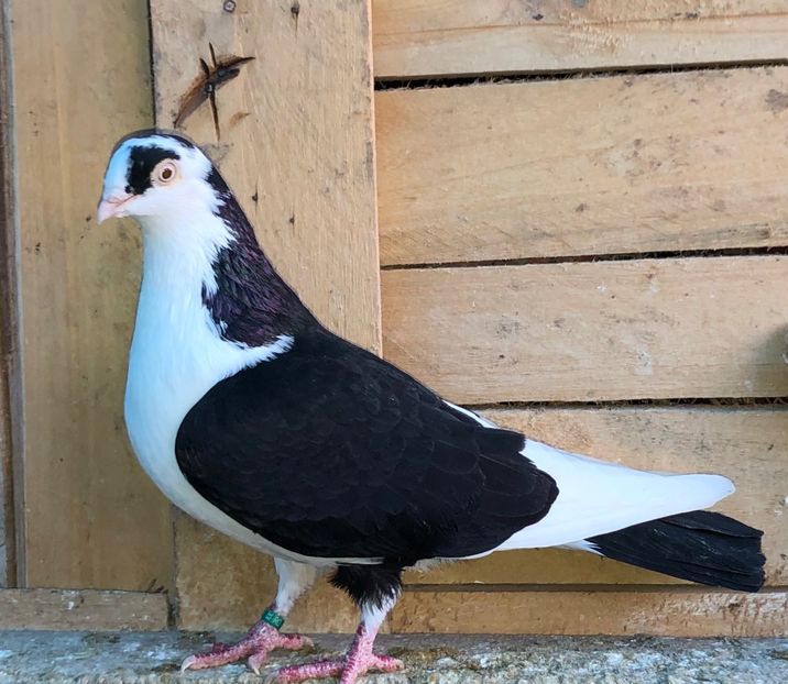 6917  femelă  2019 - 00001 porumbei dragi mie arhivă