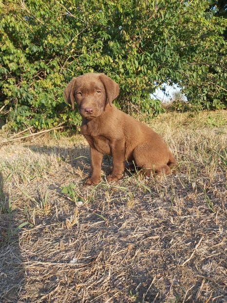 Labrador Retriever ciocolatiu - Labrador Retriever