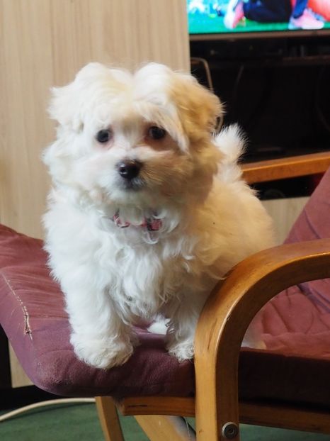 Bichon Maltese - Bichon Maltese