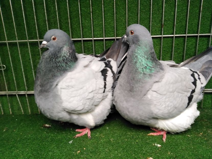  - Mondaini francezi ARHIVA