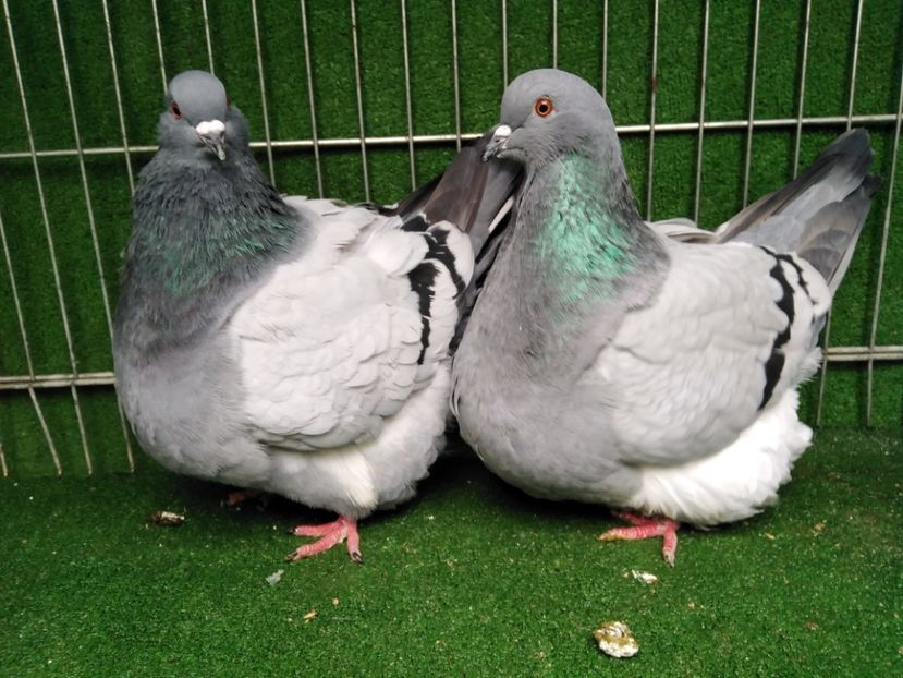  - Mondaini francezi ARHIVA