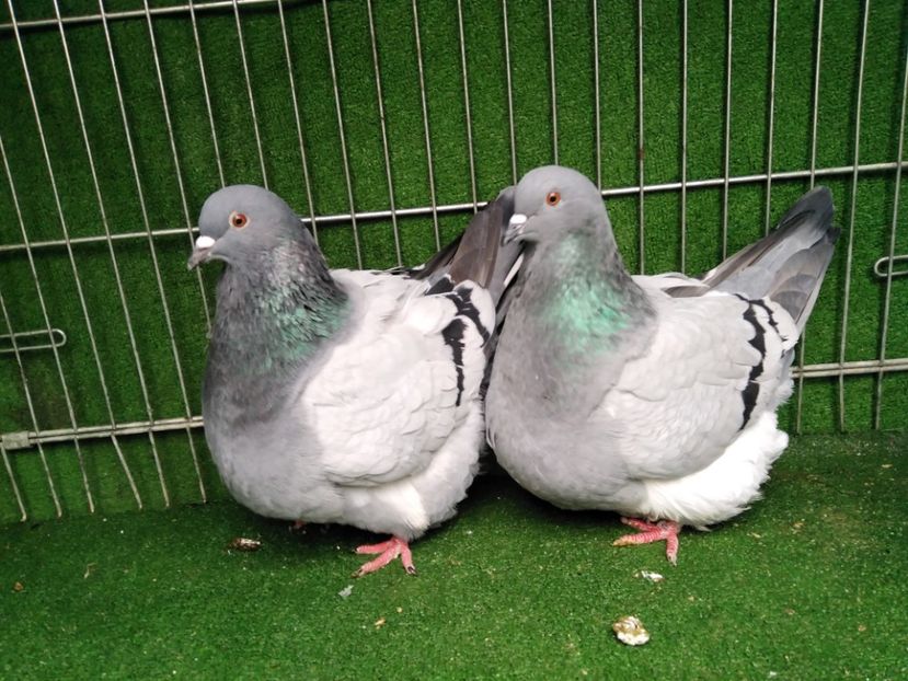  - Mondaini francezi ARHIVA