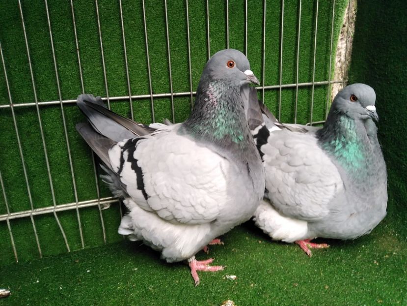  - Mondaini francezi ARHIVA