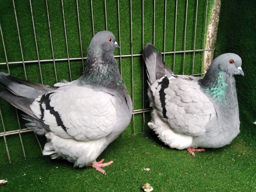  - Mondaini francezi ARHIVA