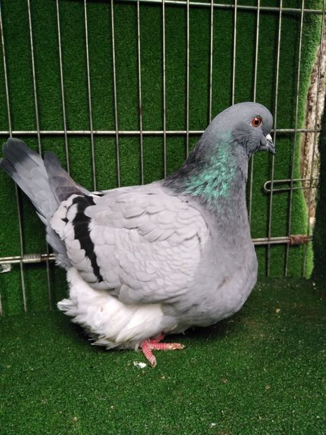  - Mondaini francezi ARHIVA