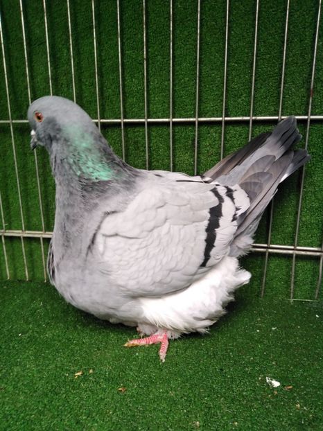  - Mondaini francezi ARHIVA