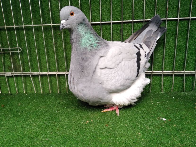  - Mondaini francezi ARHIVA