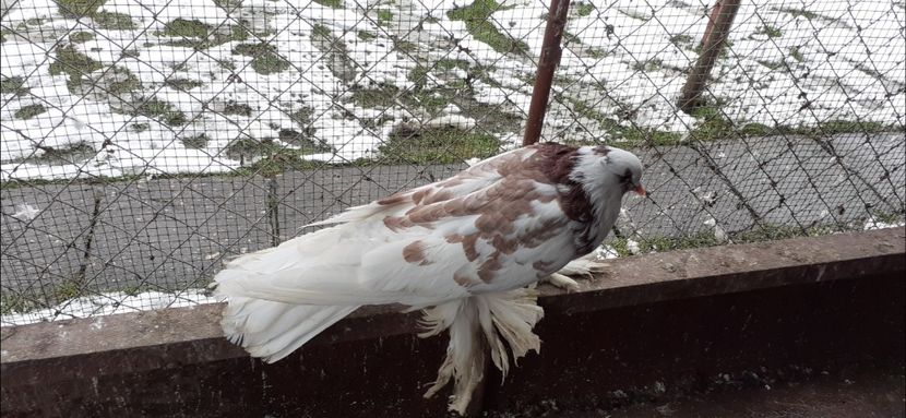 Mascul 7 - TAPALAGOSI - 2021