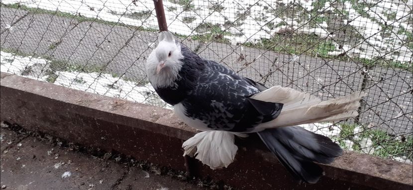 Femela 2 - TAPALAGOSI - 2021