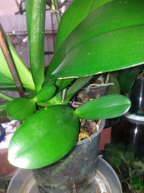 puiut plecat din tulpina plantei mama - Orhidee
