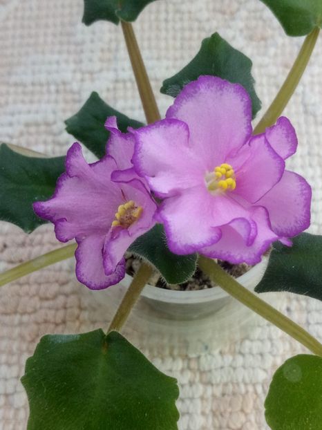 25 dec - ZZ Bubble Gum Charm