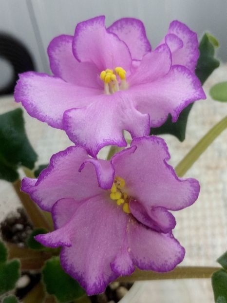 25 dec - ZZ Bubble Gum Charm