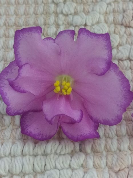 25 dec - ZZ Bubble Gum Charm