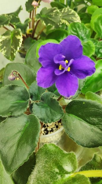 3 dec - ZZ Satin Magic