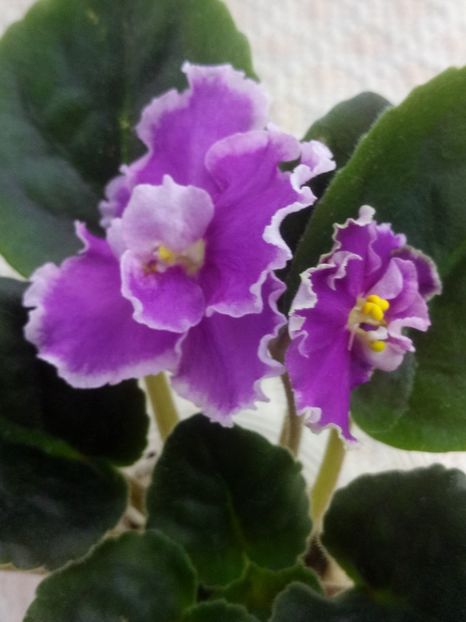 6 ian - ZZ Victorian Velvet