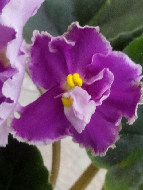 6 ian - ZZ Victorian Velvet