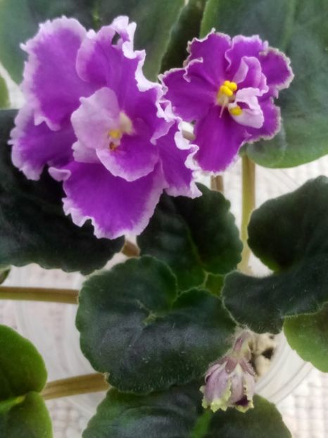 6 ian - ZZ Victorian Velvet