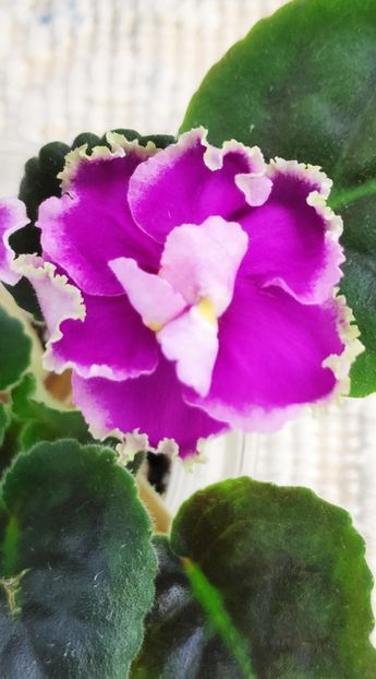 12 ian - ZZ Victorian Velvet