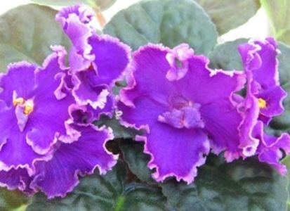 Victorian  Velvet poza net - ZZ Victorian Velvet