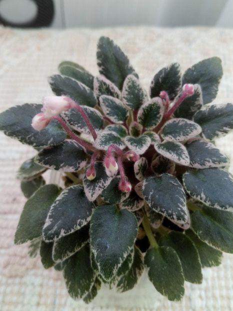 25 dec - Tinker Bells