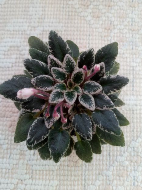 25 dec - Tinker Bells