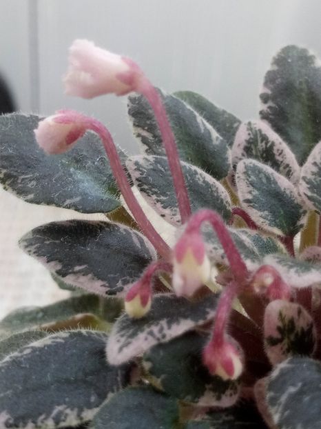 25 dec - Tinker Bells