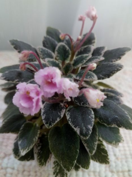 6 ian - Tinker Bells