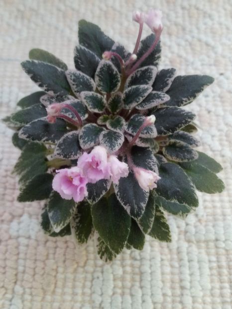 6 ian - Tinker Bells