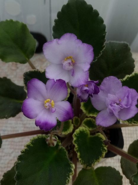 25 dec - ZZ Buckeye Blushing