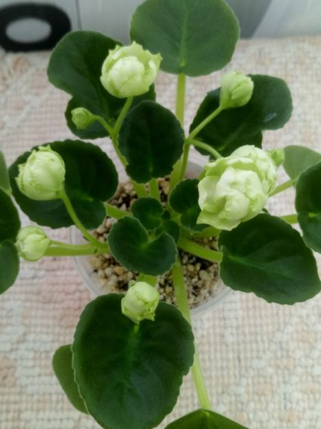 25 dec - ZZ Irish Glen