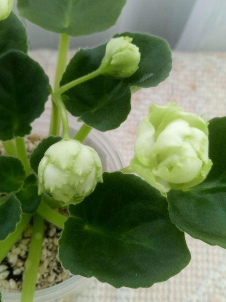 25 dec - ZZ Irish Glen