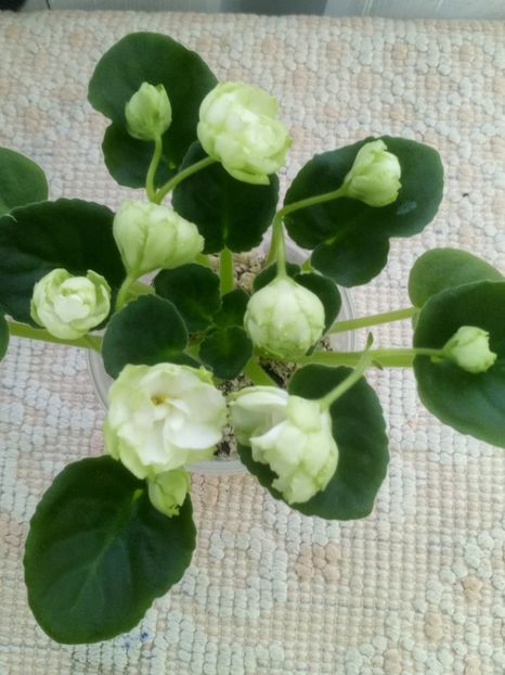 6 ian - ZZ Irish Glen