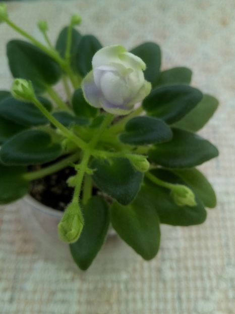 25 dec - ZZ LE Lesnoy Narodets