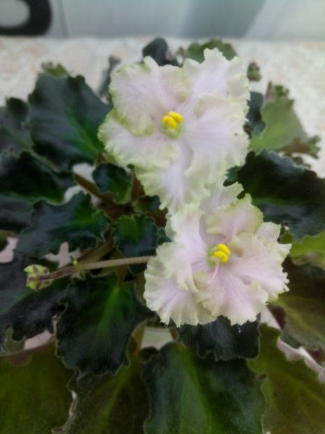 25 dec - Rob s Antique Rose