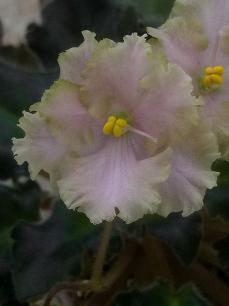 25 dec - Rob s Antique Rose