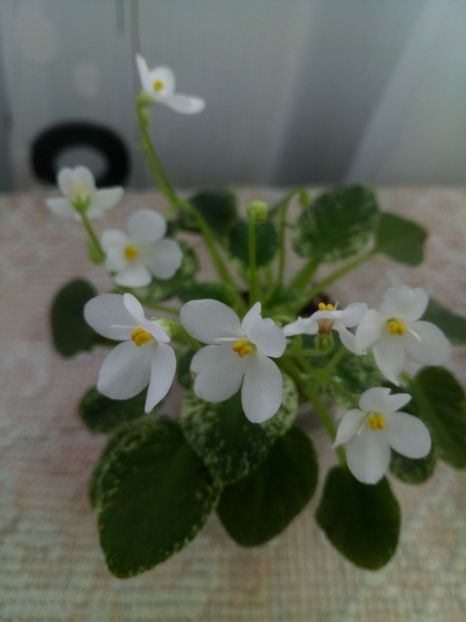 25 dec - Alan s Fallen Angel