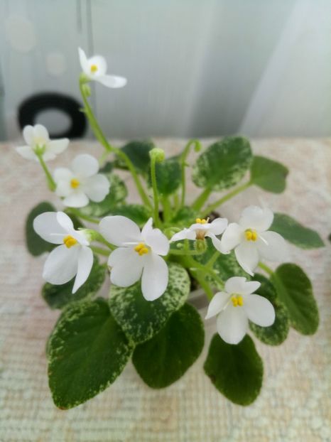 25 dec - Alan s Fallen Angel