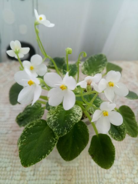 25 dec - Alan s Fallen Angel