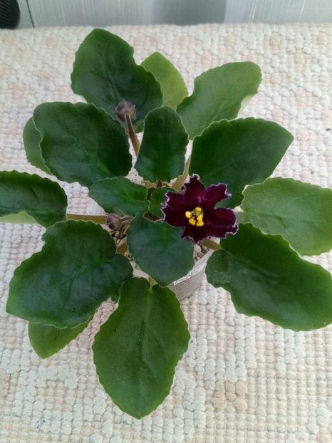 6 ian - AV Mother Heart