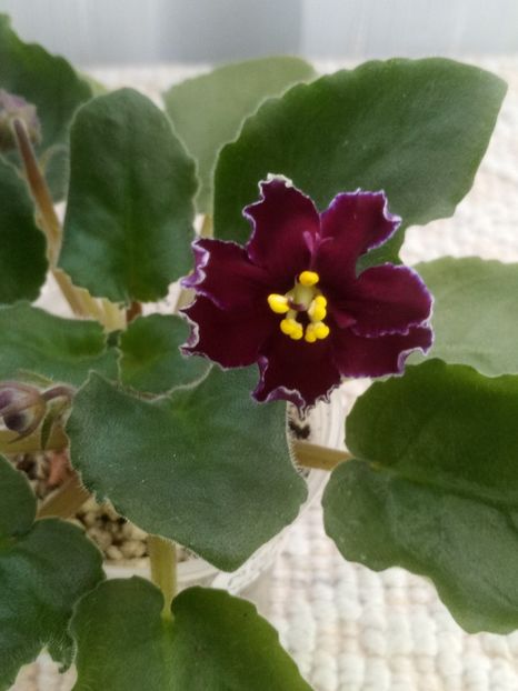 6 ian - AV Mother Heart