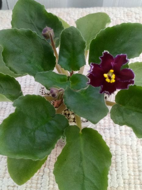 6 ian - AV Mother Heart