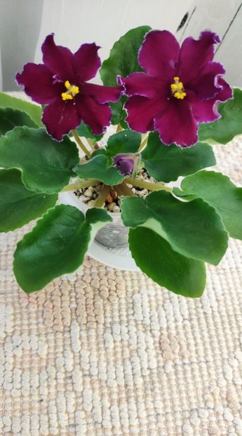 12 ian - AV Mother Heart