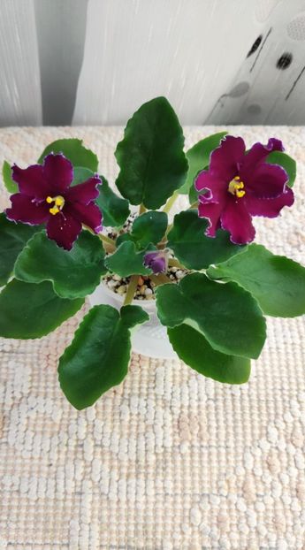 12 ian - AV Mother Heart