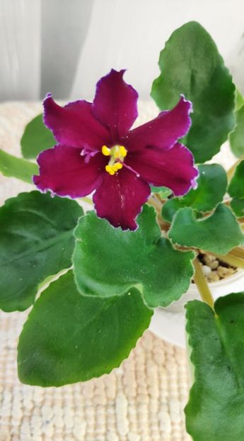 12 ian - AV Mother Heart