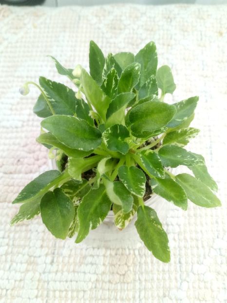 25 dec - Senk s Just Misbehavin