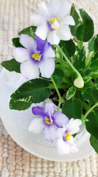 12 ian - Senk s Just Misbehavin