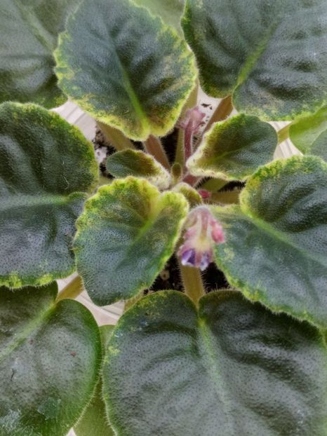 25 dec - NK Voloshkove Pole