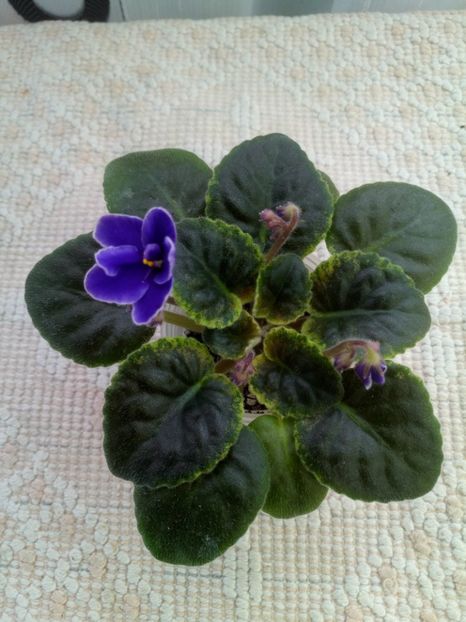 6 ian - NK Voloshkove Pole